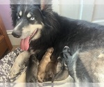Small Photo #1 Siberian Husky Puppy For Sale in EXETER, RI, USA