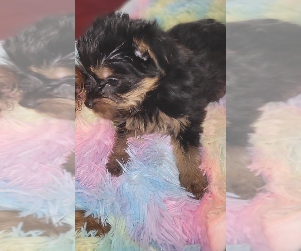 Medium Photo #4 Yorkshire Terrier Puppy For Sale in AKRON, OH, USA