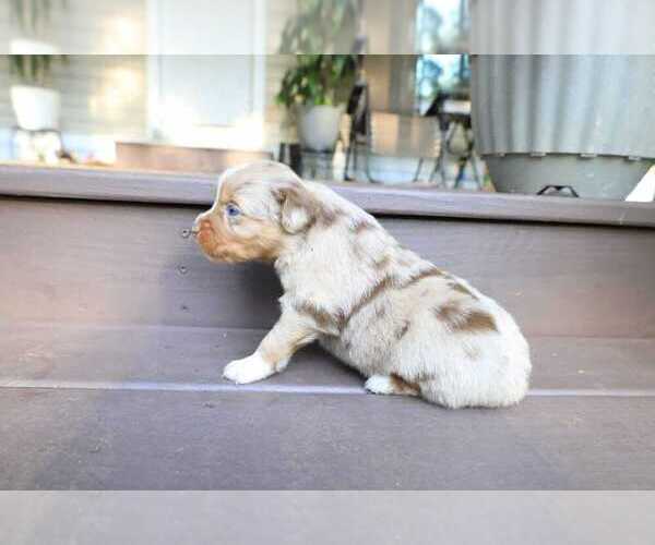 Medium Photo #48 Miniature Australian Shepherd Puppy For Sale in DAWSON, GA, USA