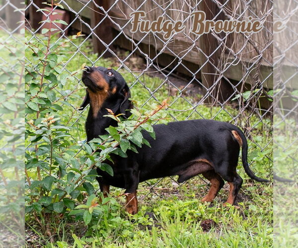 Medium Photo #3 Dachshund Puppy For Sale in San Antonio, TX, USA