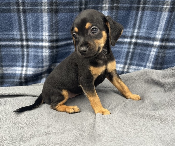 Medium Photo #10 Beagle-Chihuahua Mix Puppy For Sale in SAINT AUGUSTINE, FL, USA