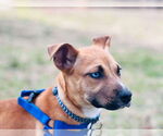 Small #3 Mutt