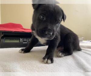 Labrador Retriever-Unknown Mix Dogs for adoption in Pasadena, CA, USA