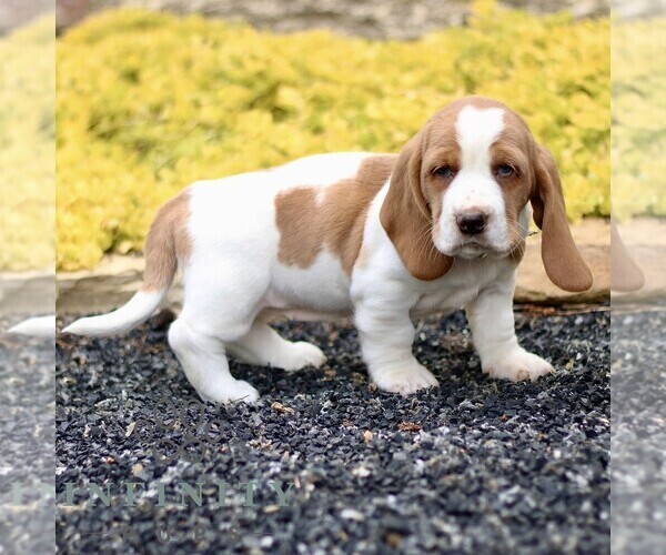 Medium Photo #3 Basset Hound Puppy For Sale in BIRD IN HAND, PA, USA