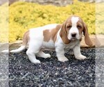 Small #2 Basset Hound