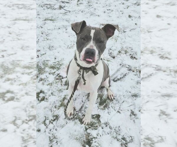 Medium Photo #4 American Pit Bull Terrier-Unknown Mix Puppy For Sale in Perth Amboy, NJ, USA