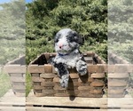 Small Photo #2 Miniature Bernedoodle Puppy For Sale in GOSHEN, IN, USA