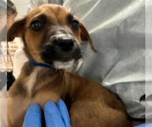 Labrador Retriever-Unknown Mix Dogs for adoption in Conroe, TX, USA