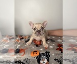 Small #2 French Bulldog