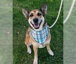 Small #2 German Shepherd Dog Mix