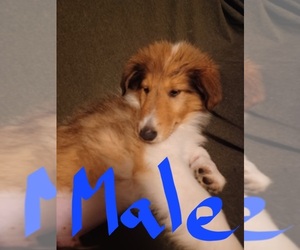 Collie Puppy for sale in REYNOLDSBURG, OH, USA