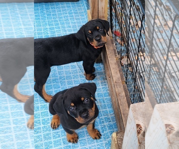 Medium Photo #8 Rottweiler Puppy For Sale in DES MOINES, IA, USA