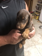 Doberman Pinscher Puppy for sale in DES MOINES, IA, USA