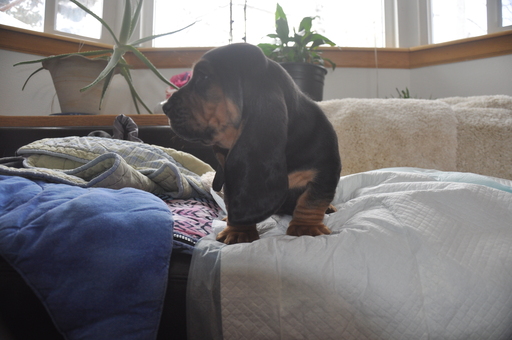 Medium Photo #2 Basset Hound Puppy For Sale in DEER VALLEY, UT, USA