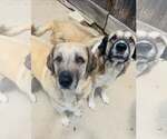 Small Mastiff