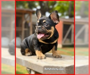 French Bulldog Puppy for Sale in OJAI, California USA