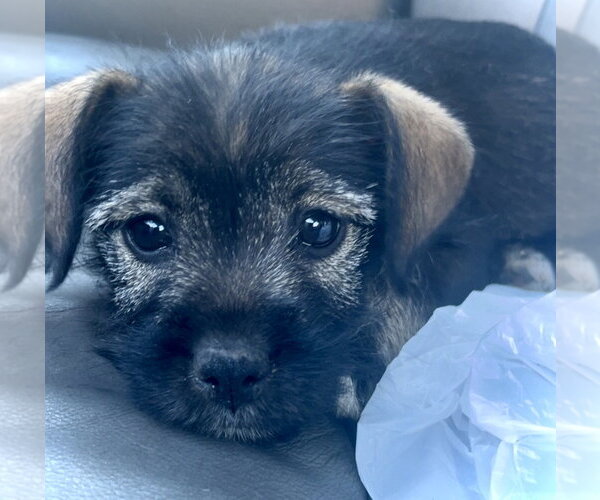 Medium Photo #1 French Bulldog-Unknown Mix Puppy For Sale in Estherville, IA, USA