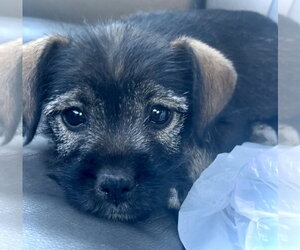 French Bulldog-Unknown Mix Dogs for adoption in Estherville, IA, USA