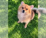 Small Photo #2 Pomeranian-Unknown Mix Puppy For Sale in Grafton, WI, USA