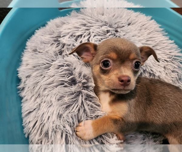 Medium Photo #6 Chihuahua Puppy For Sale in MARIETTA, GA, USA