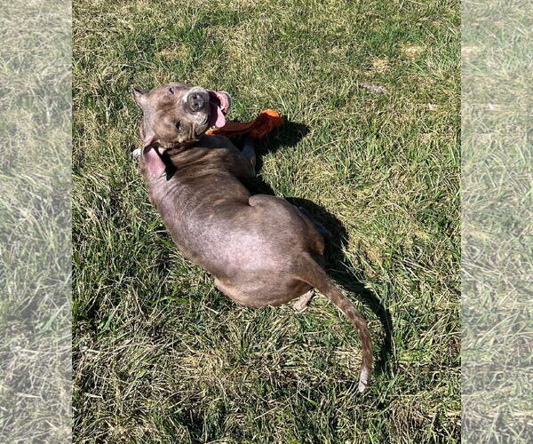 Medium Photo #17 Boxer-Unknown Mix Puppy For Sale in Germantown, OH, USA