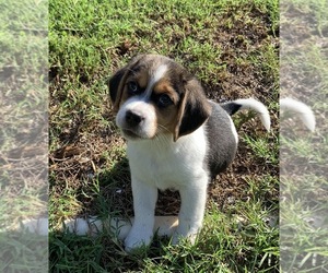 Beagle Puppy for sale in PLANT CITY, FL, USA