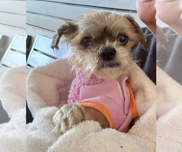 Medium Photo #6 Shih Tzu-Unknown Mix Puppy For Sale in Newport Beach, CA, USA