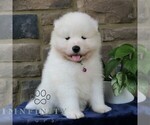 Small #3 Samoyed
