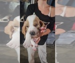 Puppy Clover Basset Hound