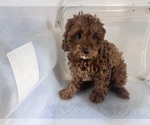 Small #11 Cavapoo