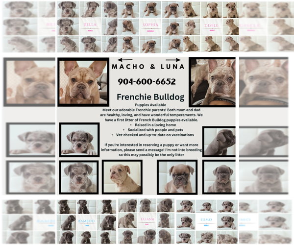 Medium Photo #1 French Bulldog Puppy For Sale in JACKSONVILLE, FL, USA