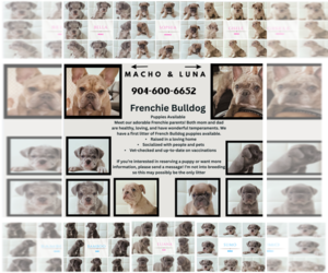 French Bulldog Puppy for sale in JACKSONVILLE, FL, USA