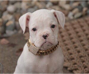 Boxer Puppy for sale in SHIPSHEWANA, IN, USA