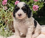 Puppy Lucky Miniature Bernedoodle