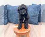 Small #2 Poodle (Miniature)