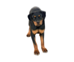 Small #4 Rottweiler