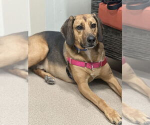 Buster Brown - Male Mutt Dog for Adoption - Photo #3