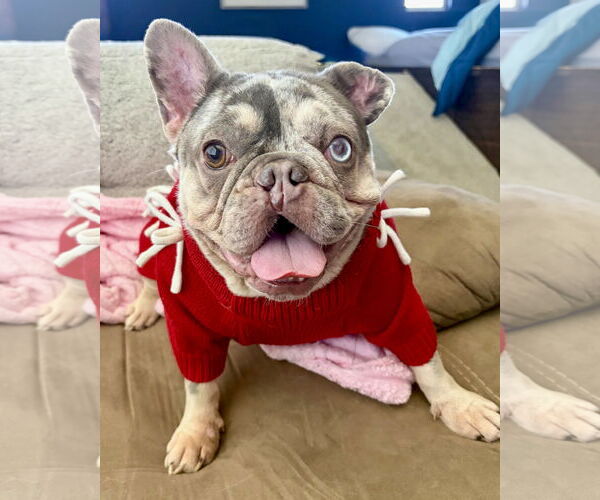 Medium Photo #1 French Bulldog-Unknown Mix Puppy For Sale in Corona, CA, USA