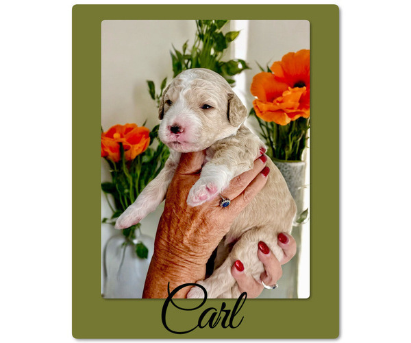 Medium Photo #4 Bernedoodle-Poodle (Standard) Mix Puppy For Sale in MENIFEE, CA, USA