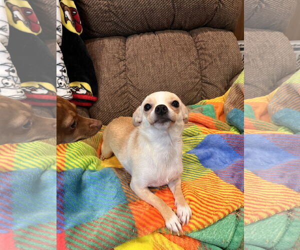 Medium Photo #2 Chihuahua-Unknown Mix Puppy For Sale in Lake Elsinore, CA, USA