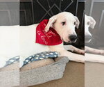 Small #8 Great Pyrenees Mix