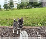 Small #2 Alaskan Klee Kai-Pomsky Mix