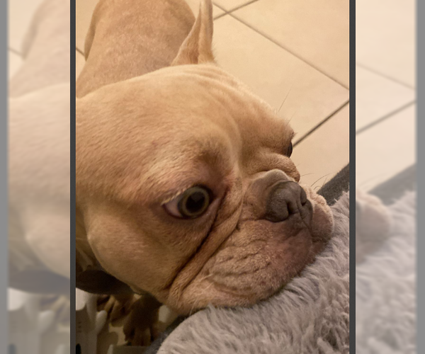 Medium Photo #2 French Bulldog Puppy For Sale in Miami, FL, USA
