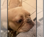 Small #1 French Bulldog