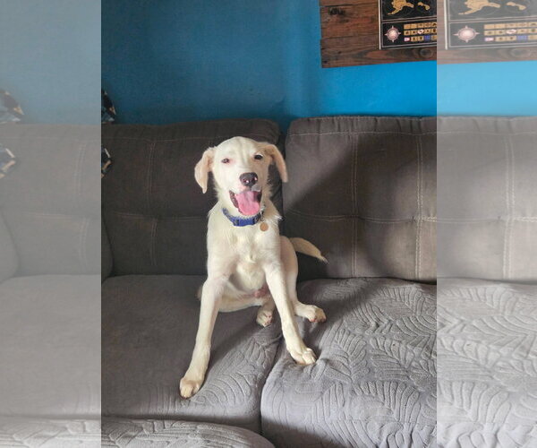 Medium Photo #9 Labrador Retriever-Unknown Mix Puppy For Sale in Germantown, OH, USA