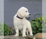 Small #5 English Cream Golden Retriever