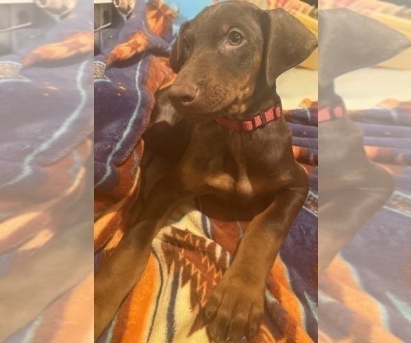 Medium Photo #4 Doberman Pinscher Puppy For Sale in AUSTIN, TX, USA