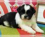 Small Photo #2 Shih Tzu Puppy For Sale in BERRYVILLE, VA, USA