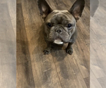 Small Photo #1 French Bulldog Puppy For Sale in PORTSMOUTH, VA, USA