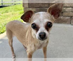 Chihuahua Dogs for adoption in Pueblo, CO, USA
